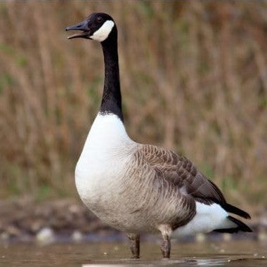 Primos Hunting Goose Call 866, Honky Tonk, Short Reed