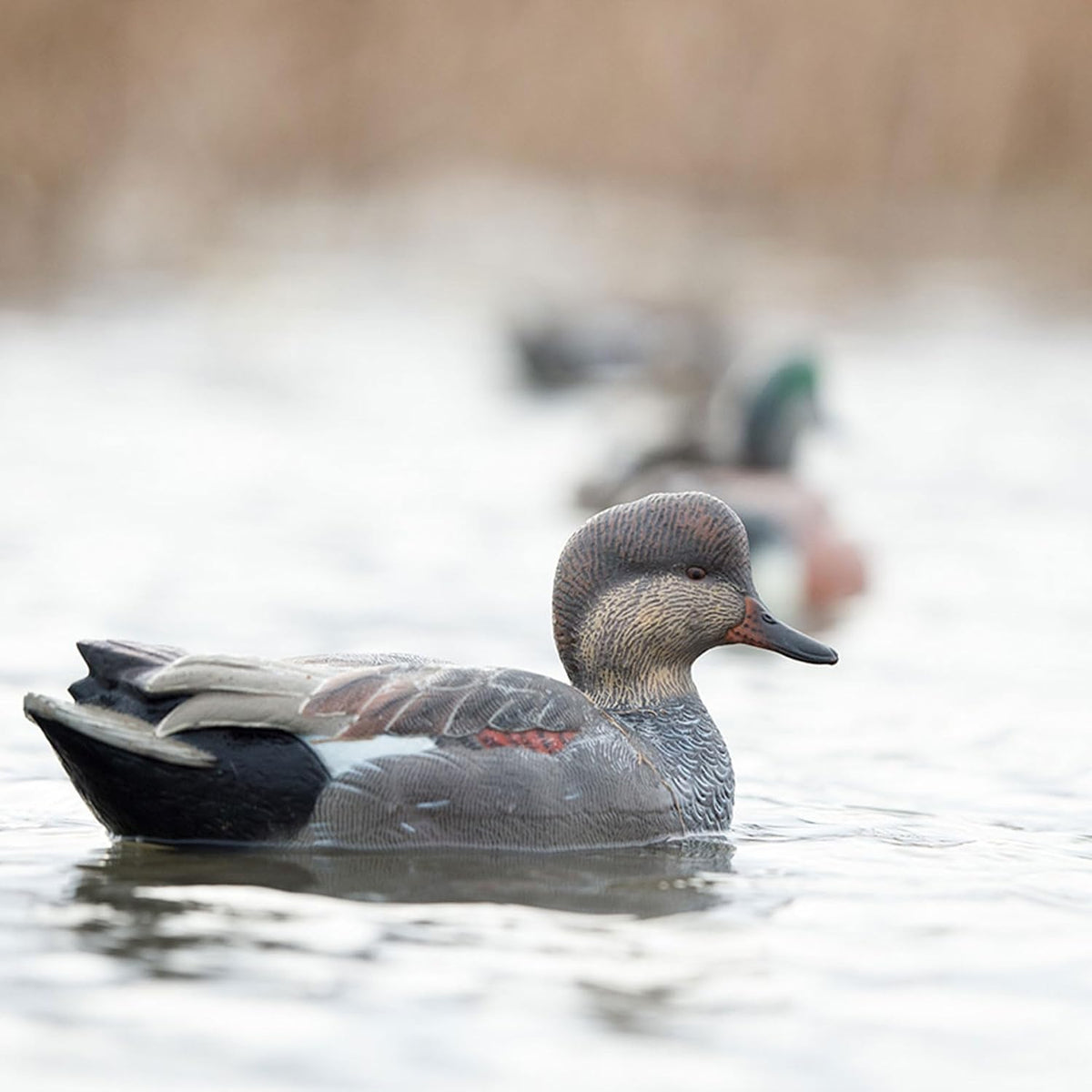 Avian-X Topflight Gadwall Decoys Perfectly Replicated Late Season Gray Ducks, Weight Forward Swim Keel, Realistic Movement