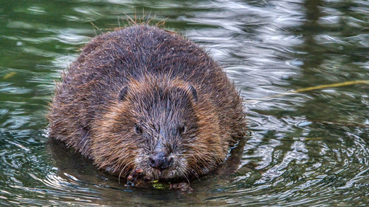 Beaver Trapping Basics: Scout First, Set Carefully