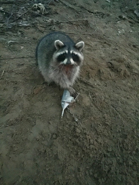 How to Set a Duke Dog Proof Raccoon Trap — Step by Step Guide