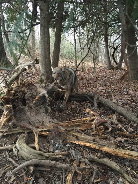 The Complete Coyote Trapping Gear Guide: What You Need to Catch More Coyotes