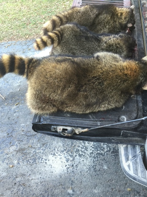 3 Raccoons