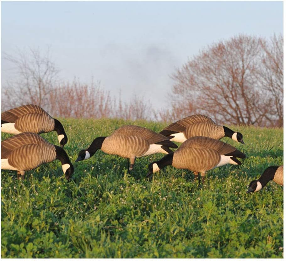 Avery 12 Pack of Lesser Canada Harvester Decoys (72323)