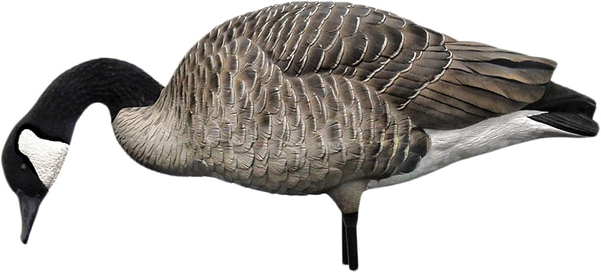Avian X AXP Honkers Fusion Pack Full Body Canada Goose Decoys with Ultra Realistic Paint, Flocked Heads, 1 Sentry, 2 Walkers, and 3 Feeders