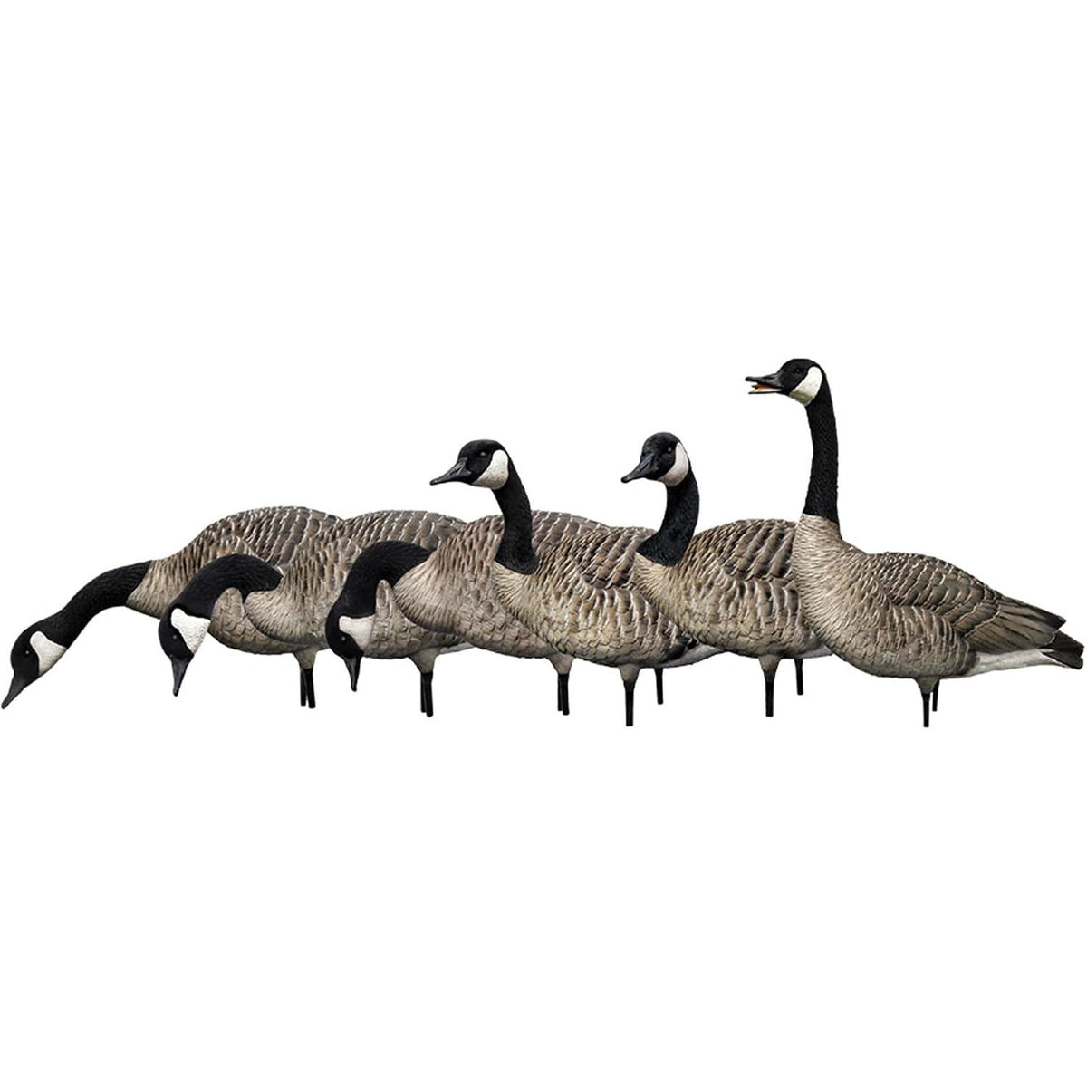 Avian X AXP Honkers Fusion Pack Full Body Canada Goose Decoys with Ultra Realistic Paint, Flocked Heads, 1 Sentry, 2 Walkers, and 3 Feeders