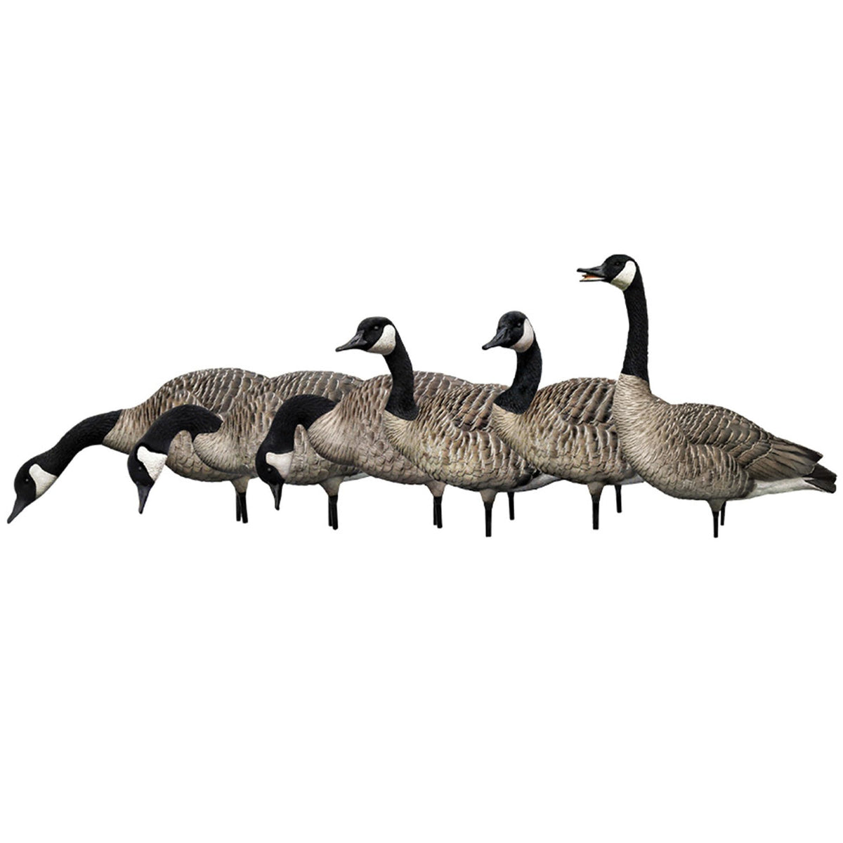 Avian X AXP Honkers Fusion Pack Full Body Canada Goose Decoys with Ultra Realistic Paint, Flocked Heads, 1 Sentry, 2 Walkers, and 3 Feeders
