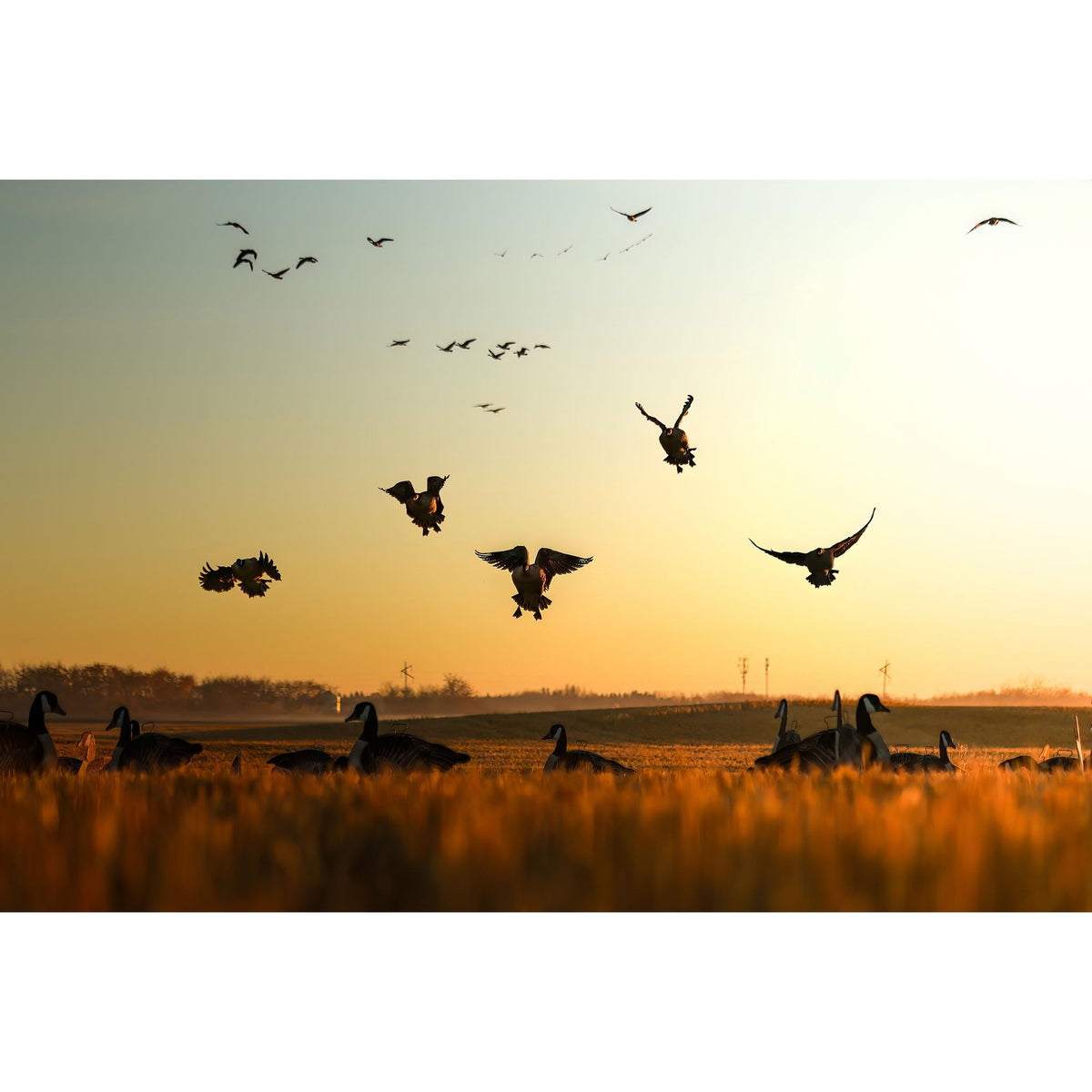 Higdon Outdoors Flats | Canada Goose Silhouette Decoys for Waterfowl Hunting | Weather Resistant Goose Decoys with Easy Carry Stakes | Standard, Motion, or Fully Flocked Motion | 12 Pack