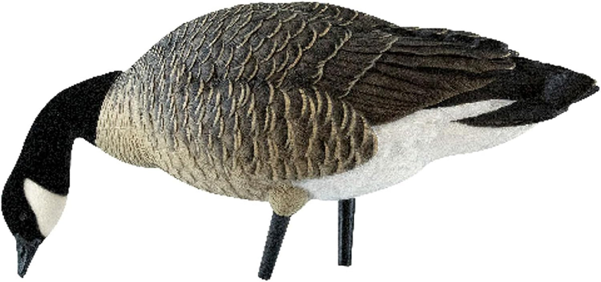 Avian X AXP Lessers Full Body Canada Goose Decoys, Flocked Heads, 12-Pack