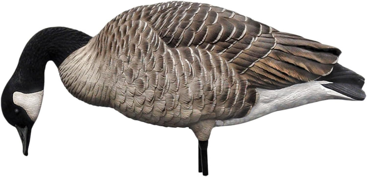 Avian X AXP Honkers Fusion Pack Full Body Canada Goose Decoys with Ultra Realistic Paint, Flocked Heads, 1 Sentry, 2 Walkers, and 3 Feeders