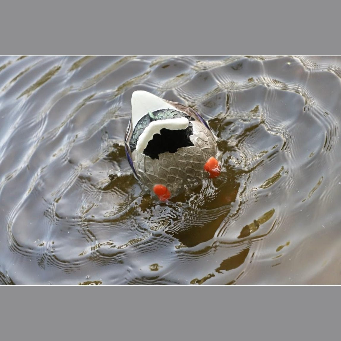 Mojo Outdoors Mojo Butt Up Rippler, Mallard