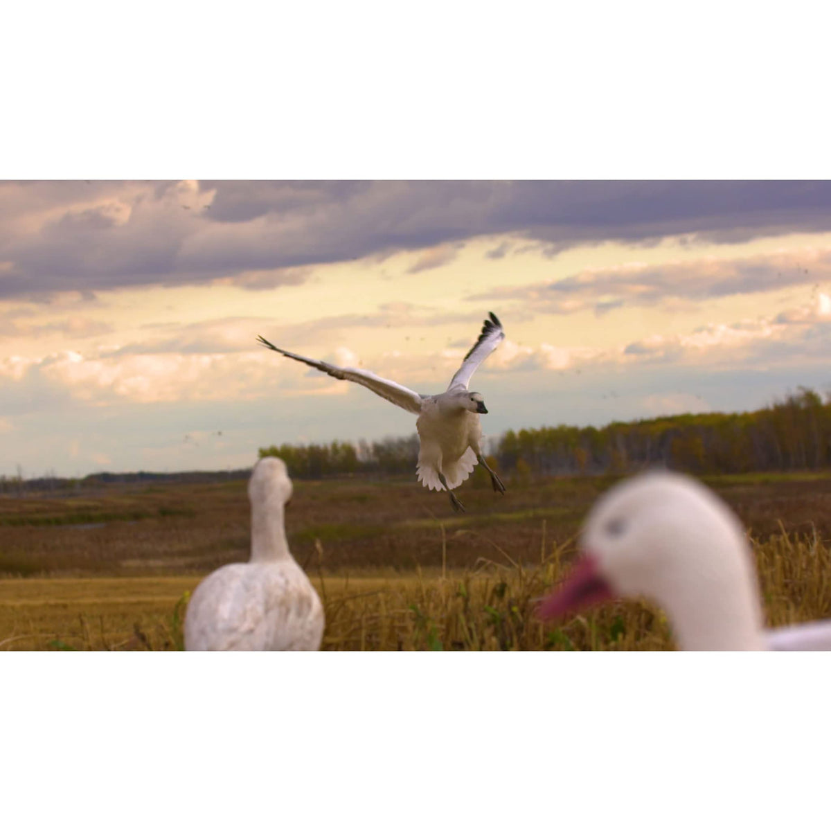 Higdon Outdoors Half Shell Goose Decoys for Waterfowl Hunting | Realistic & Stackable for Optimal Storage | Variety of Sizes and Species: Canada/Specklebelly/Blue/Snow/Sleeper/Full-Size/Magnum | 6pk