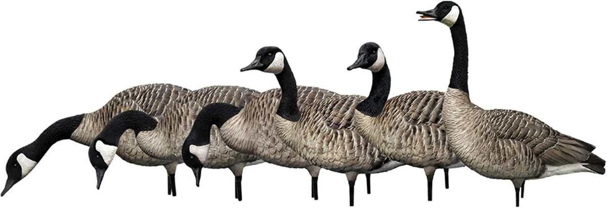 Avian X AXP Honkers Fusion Pack Full Body Canada Goose Decoys with Ultra Realistic Paint, Flocked Heads, 1 Sentry, 2 Walkers, and 3 Feeders