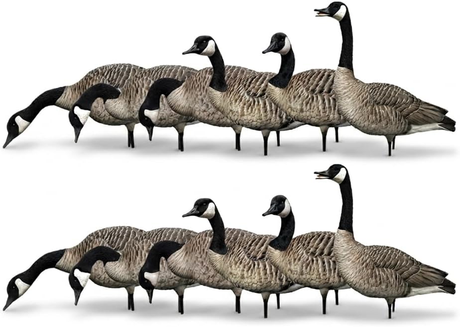 Avian X AXP Honkers Fusion Pack Full Body Canada Goose Decoys with Ultra Realistic Paint, Flocked Heads, 1 Sentry, 2 Walkers, and 3 Feeders