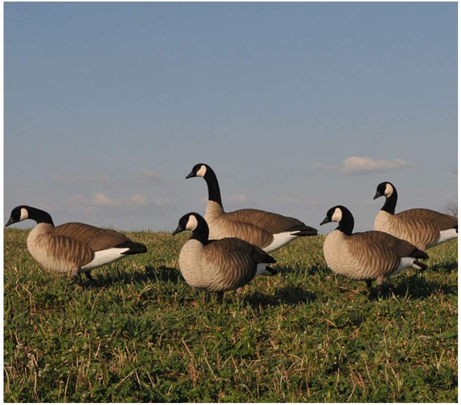 Avery 12 Pack of Lesser Canada Harvester Decoys (72323)