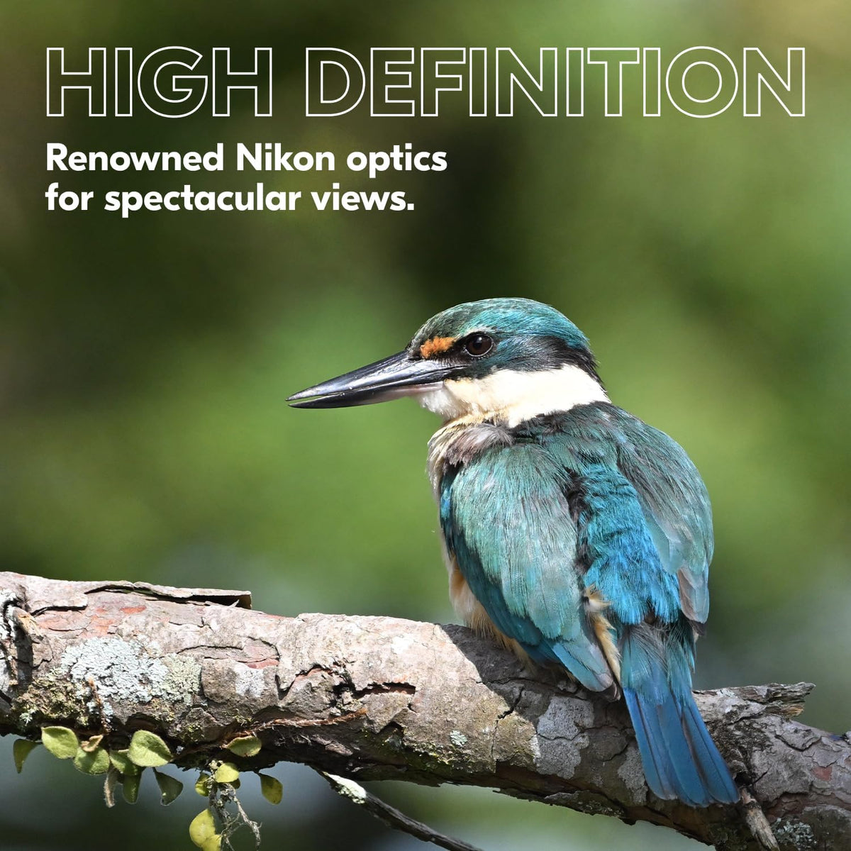 Nikon PROSTAFF P3 10x42 Binocular | Waterproof, fogproof, rubber-armored Full-Size Binocular, wide field of view & long eye relief | Official Nikon USA Model