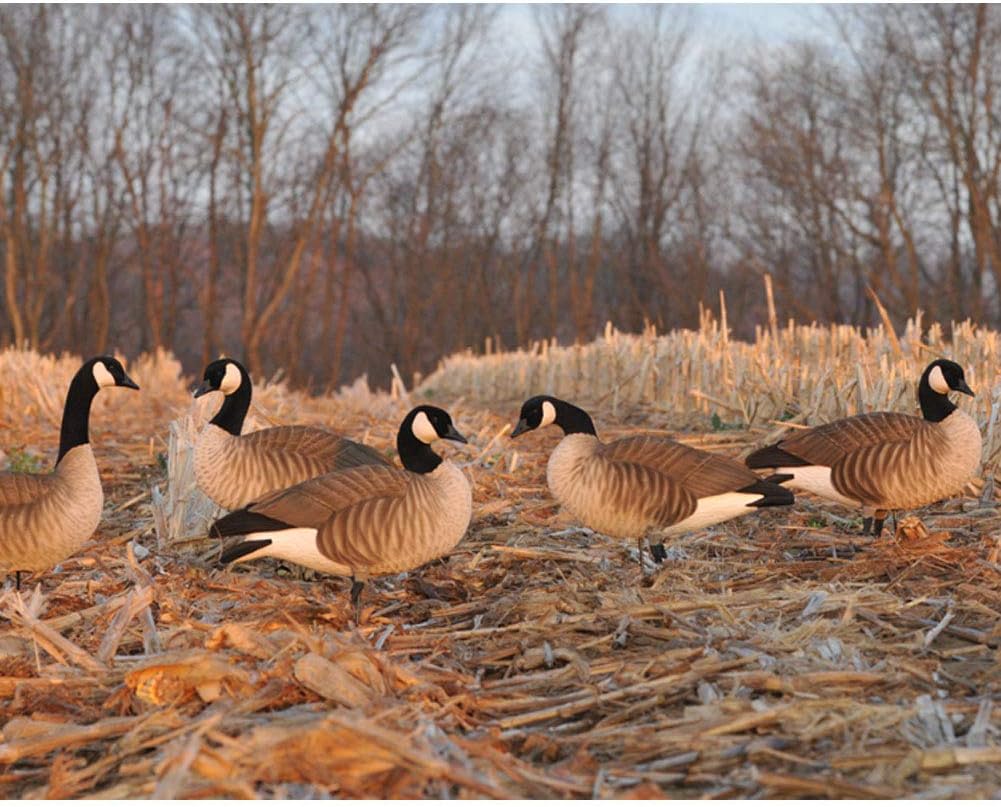Avery 12 Pack of Lesser Canada Harvester Decoys (72323)