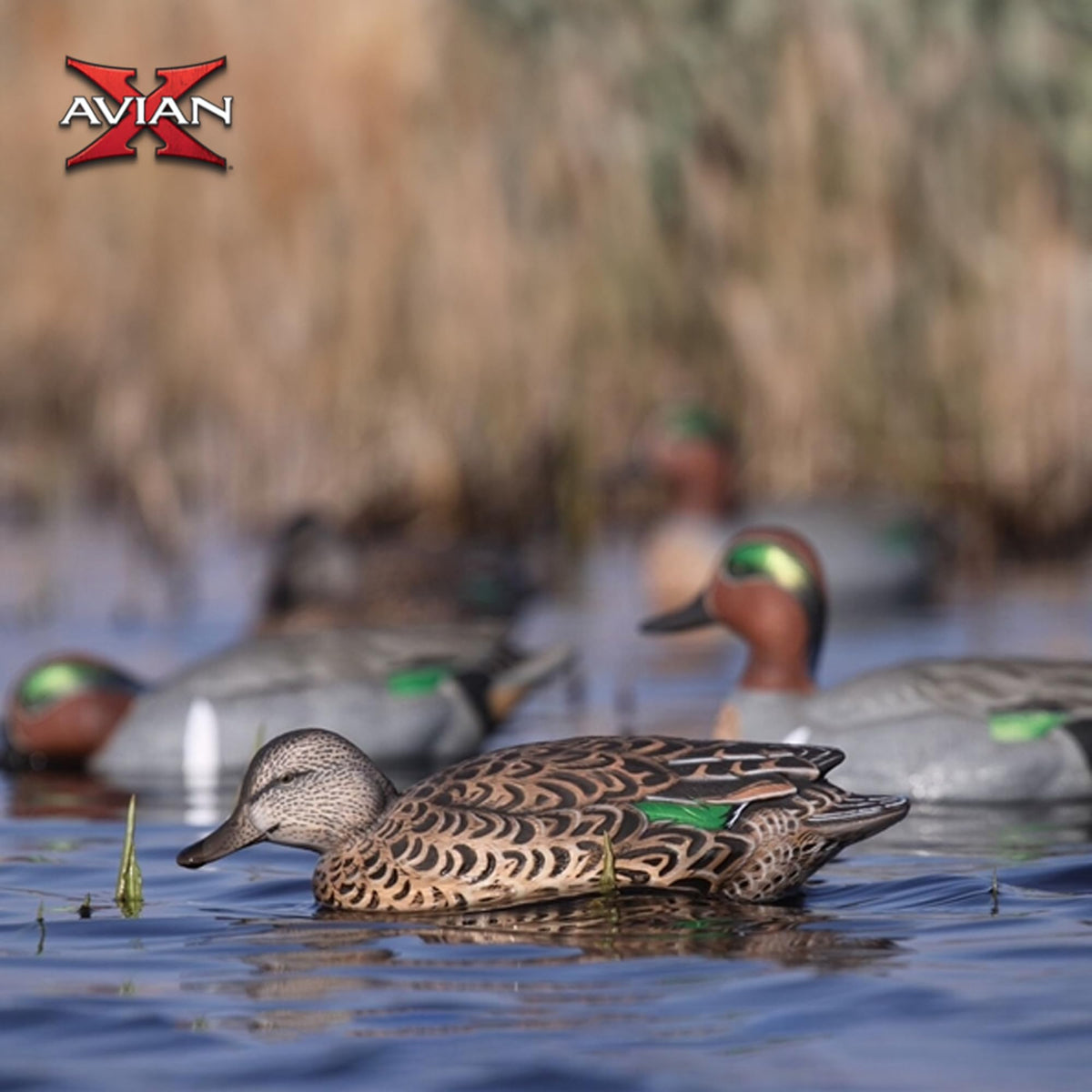 Avian X Topflight Early Season Teal with True to Life Postures and Rugged Design for Hunting Purposes, Outdoor Sports, and Recreation, 6 Pack