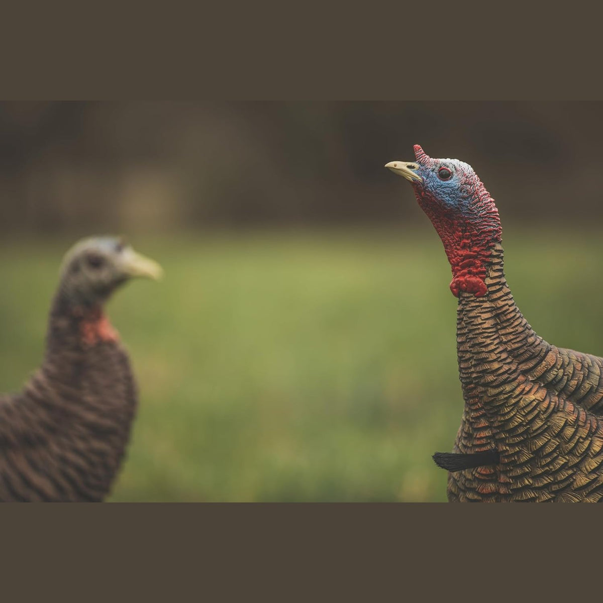Avian-X HDR Jake Turkey Decoy | Rugged Durable Realistic Lifelike Quarter-Strut Body Standing Hunting Decoy with 2 Removable Heads, Mounting Stake & Carry Bag