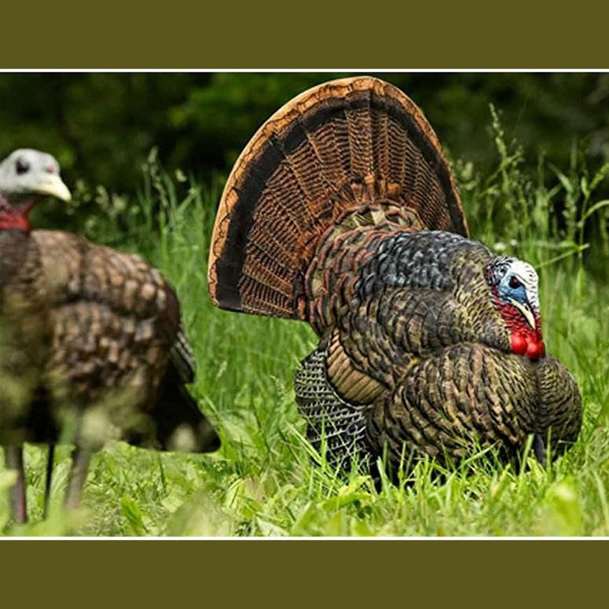 Avian-X LCD Strutter Durable Realistic Lifelike Collapsible Standing Hunting Folding Turkey Decoy with Carry Bag & Stake, AVX8004