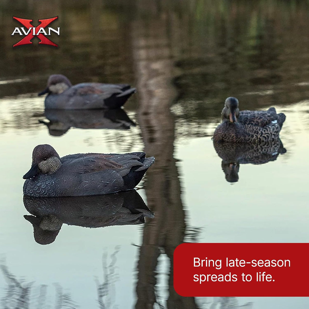 Avian-X Topflight Gadwall Decoys Perfectly Replicated Late Season Gray Ducks, Weight Forward Swim Keel, Realistic Movement