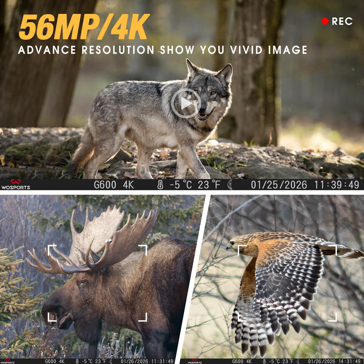 WOSPORTS Trail Camera(Non-Cellular Non-WiFi) 64MP 4K 0.2S Trigger Motion Activated,Game Camera with No-Glow Night Vision 2.0''LCD 120°Wide for Outdoor Scouting Wildlife Monitoring Home Security