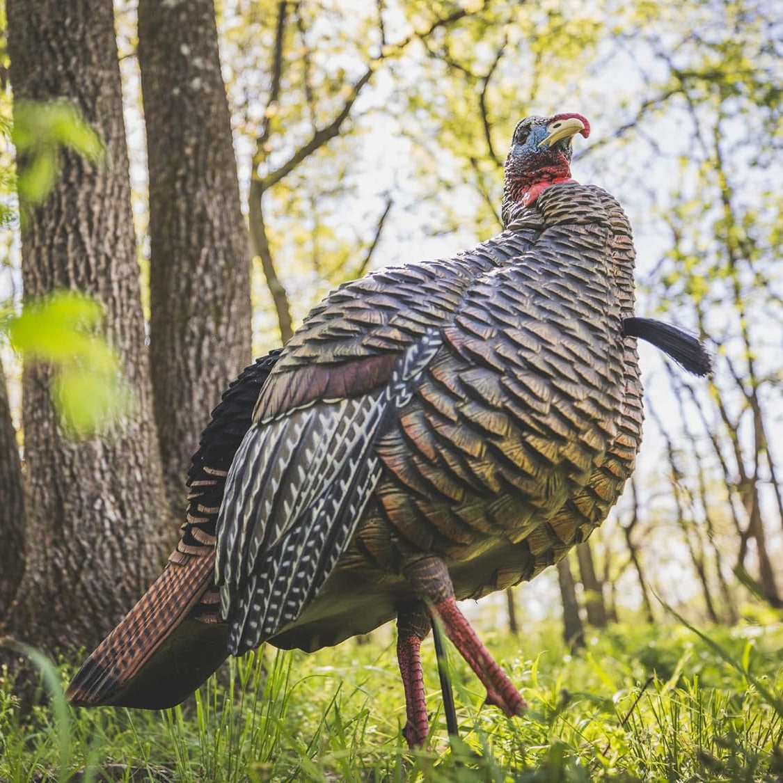 Avian-X HDR Jake Turkey Decoy | Rugged Durable Realistic Lifelike Quarter-Strut Body Standing Hunting Decoy with 2 Removable Heads, Mounting Stake & Carry Bag