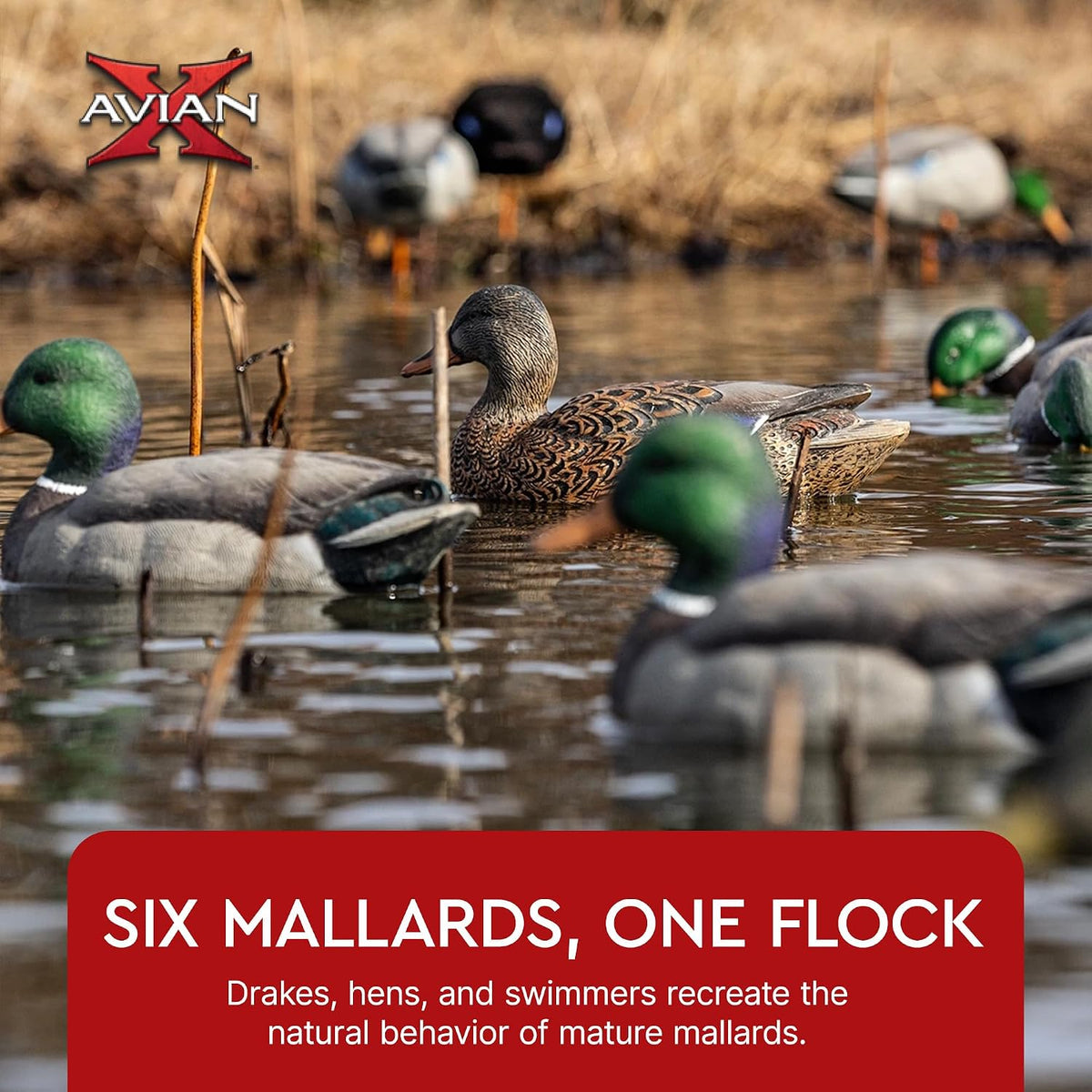 Avian X Topflight Realistic Open Water Mallard Duck Decoys with Weight-forward swim keel Set of 6 (Multicolor)