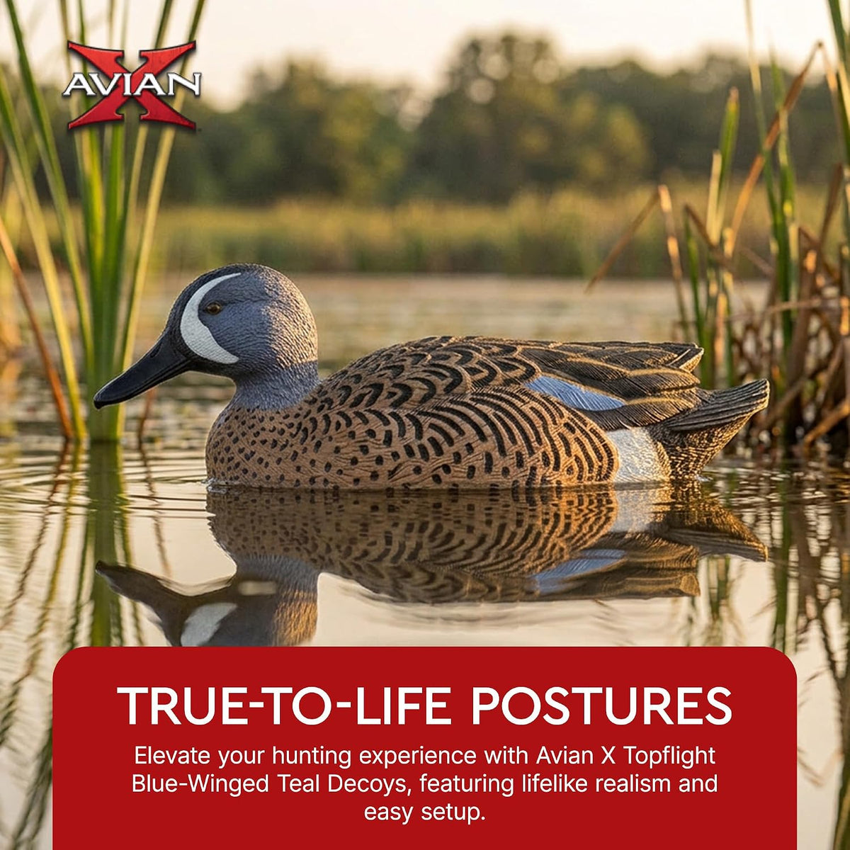Avian-X Topflight Blue-Winged Teal Duck, Realistic Floating Outdoor Duck Decoys