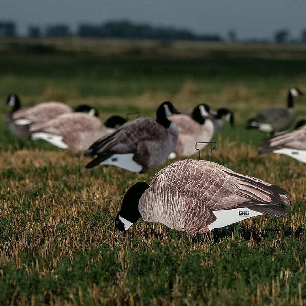 Avery GHG Pro-Grade Silhouette Goose Decoys