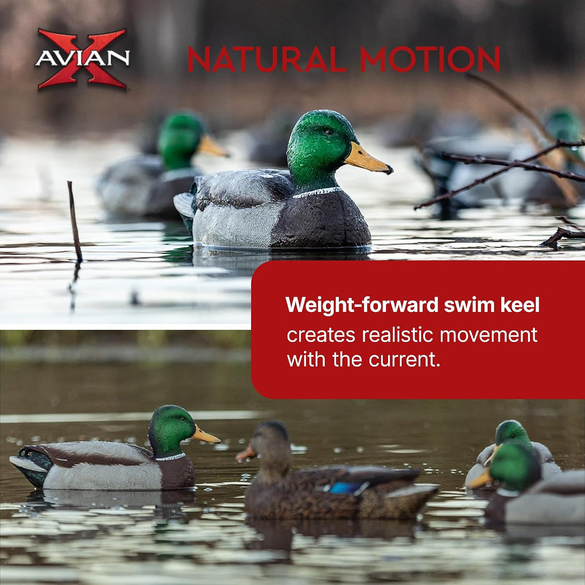 Avian X Topflight Realistic Open Water Mallard Duck Decoys with Weight-forward swim keel Set of 6 (Multicolor)