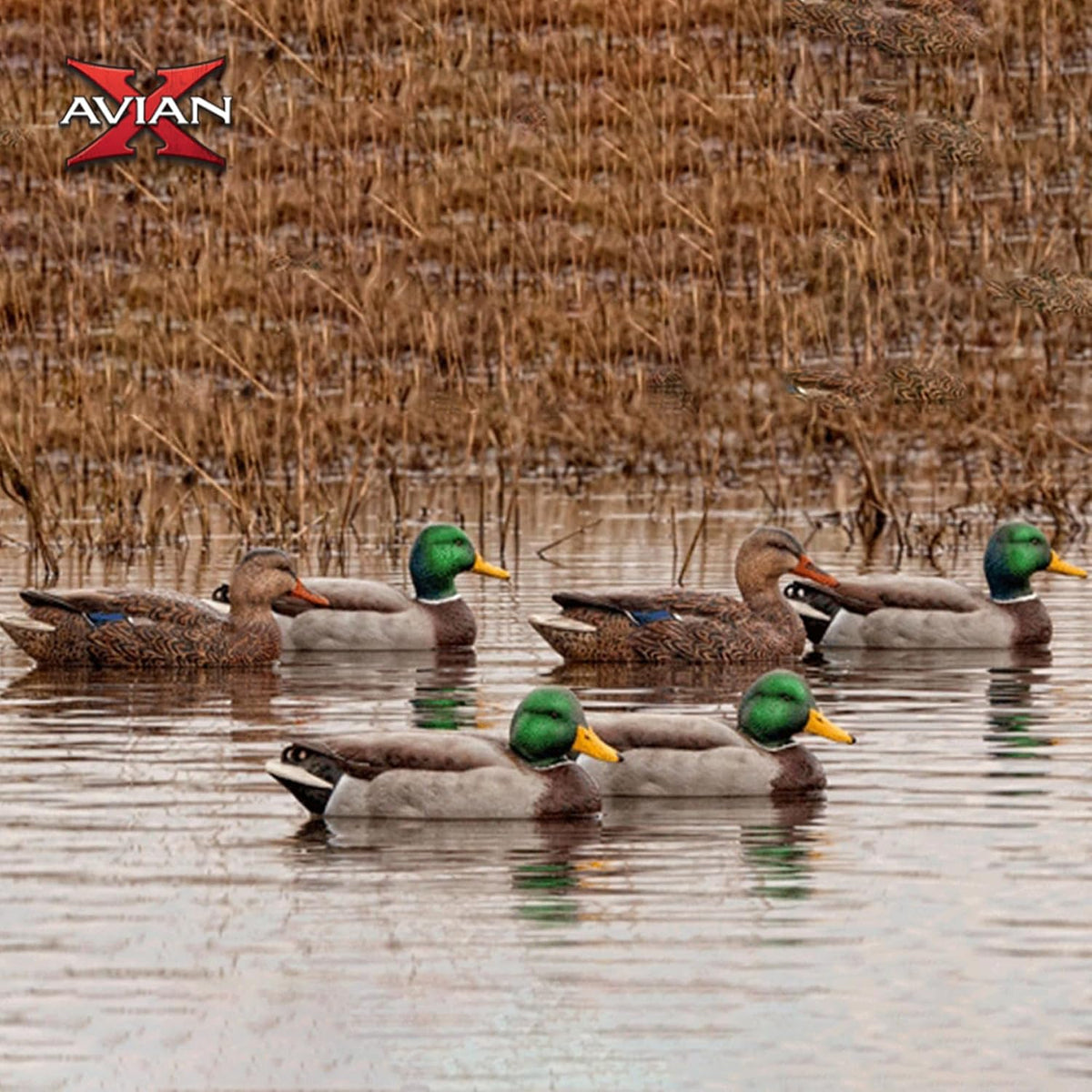Avian-X Top Flight Open Water Mallard Duck Decoys, Ultra Realistic Floating Hunting Decoys with Weight Forward Swim Keel, Multicolor, 18 Pack