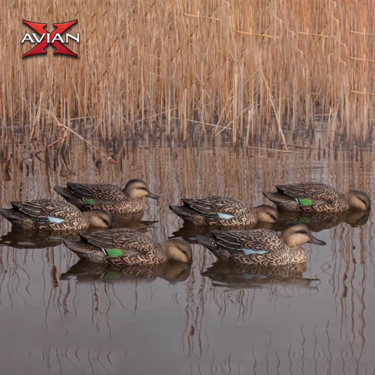 Avian X Topflight Early Season Teal with True to Life Postures and Rugged Design for Hunting Purposes, Outdoor Sports, and Recreation, 6 Pack