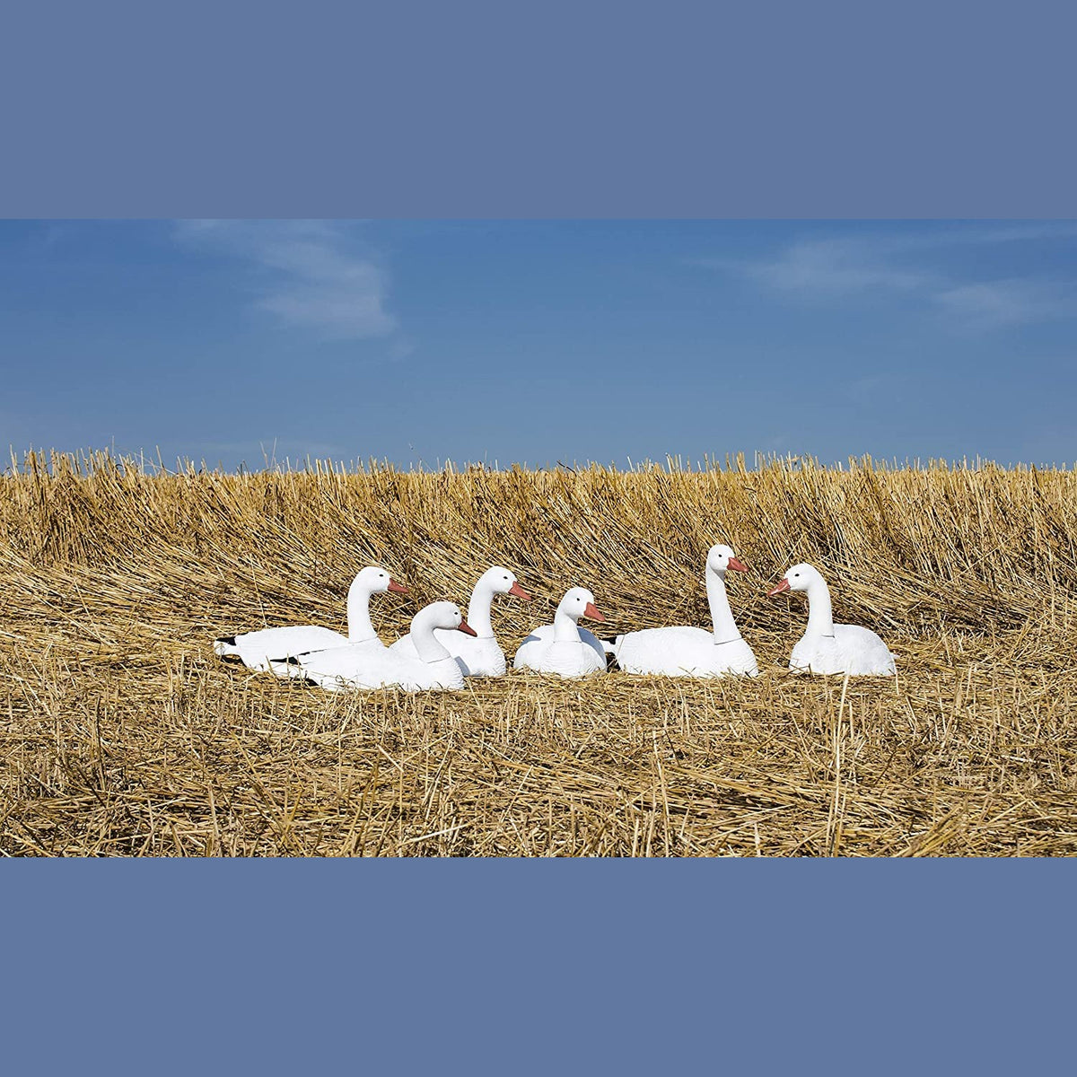 Higdon Outdoors Half Shell Goose Decoys for Waterfowl Hunting | Realistic & Stackable for Optimal Storage | Variety of Sizes and Species: Canada/Specklebelly/Blue/Snow/Sleeper/Full-Size/Magnum | 6pk