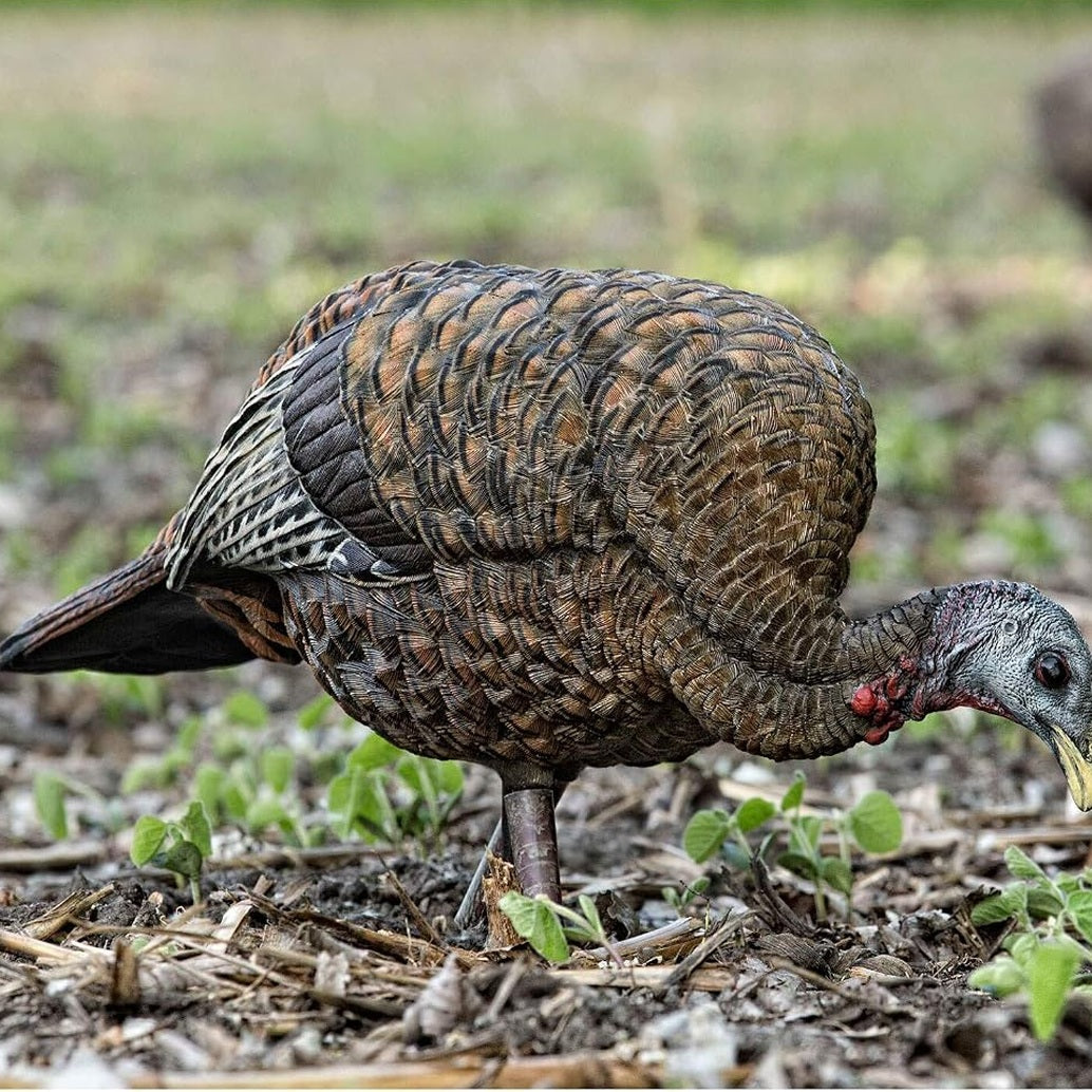 AVIAN-X LCD Feeder Hen Turkey Decoy | Durable Realistic Lifelike Collapsible Standing Hunting Decoy with Carry Bag & Stake, AVX8007