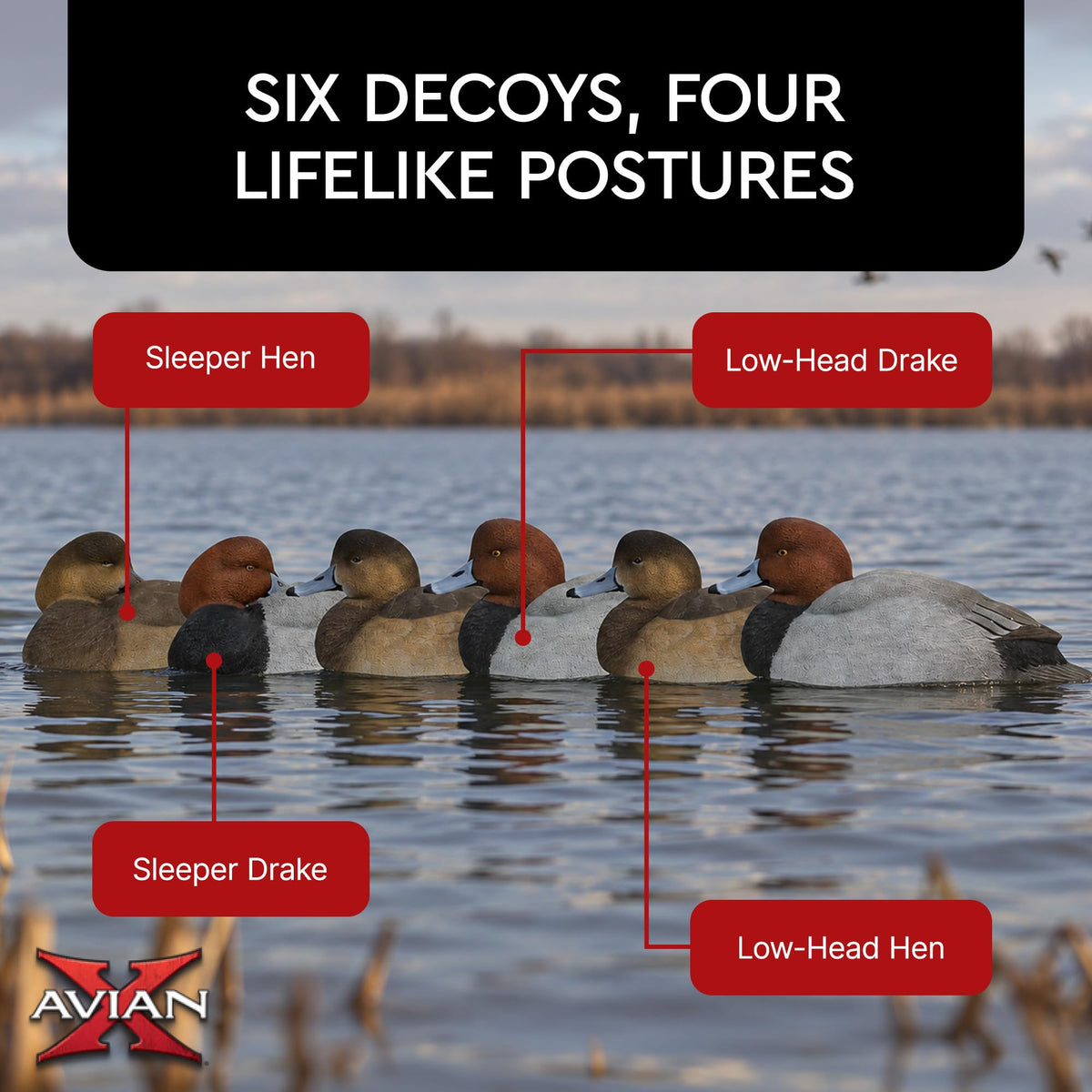 Avian-X Topflight Blue-Winged Teal Duck, Realistic Floating Outdoor Duck Decoys