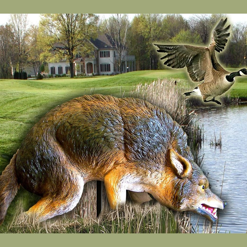 Bird-X 3D Coyote Decoy, Moving Tail, Scare Geese, 32 X 8 X 30 Inch