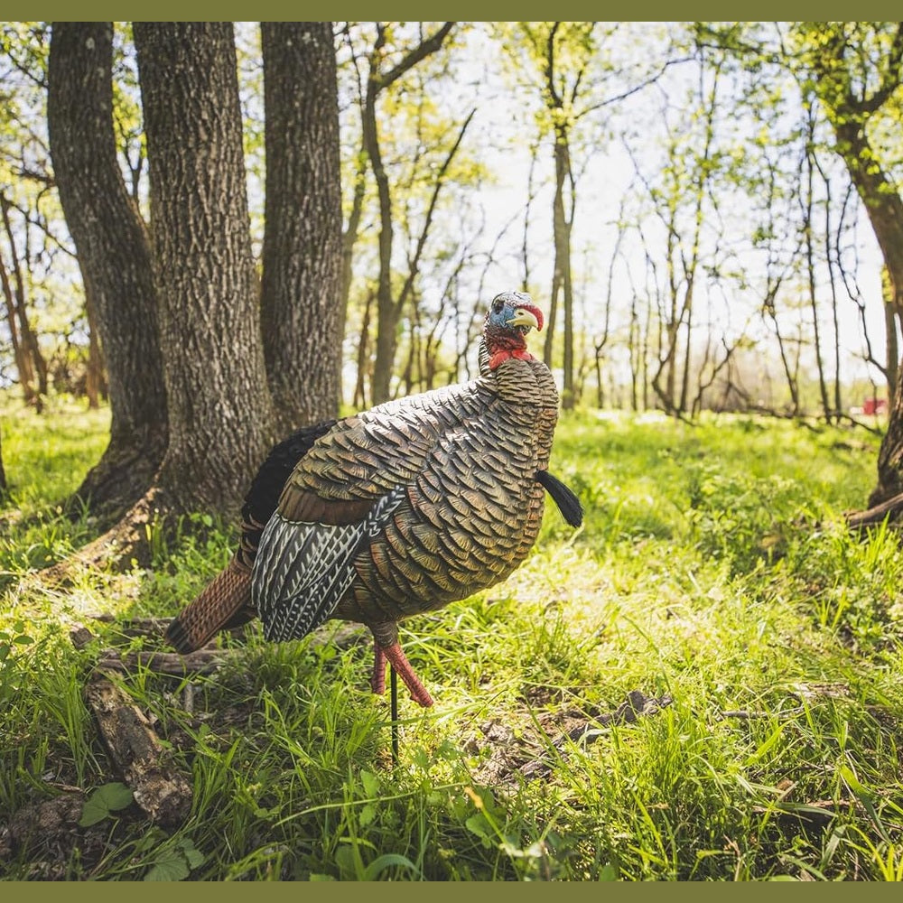 Avian-X HDR Jake Turkey Decoy | Rugged Durable Realistic Lifelike Quarter-Strut Body Standing Hunting Decoy with 2 Removable Heads, Mounting Stake & Carry Bag
