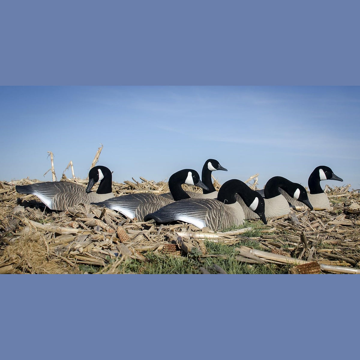 Higdon Outdoors Half Shell Goose Decoys for Waterfowl Hunting | Realistic & Stackable for Optimal Storage | Variety of Sizes and Species: Canada/Specklebelly/Blue/Snow/Sleeper/Full-Size/Magnum | 6pk