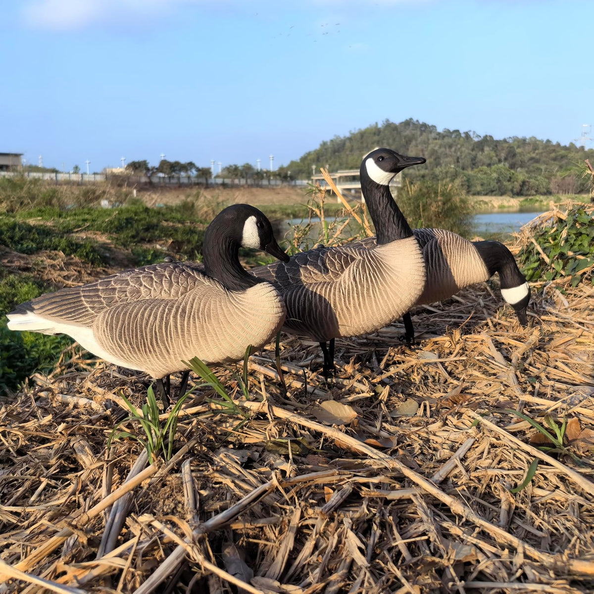 Heerweiyi Goose Decoys Pack of 6, Popular New Material EVA Collapsible Plastic Goose Hunting Decoys, Goose Decoys, Easy to Carry and Use, Cost Effective