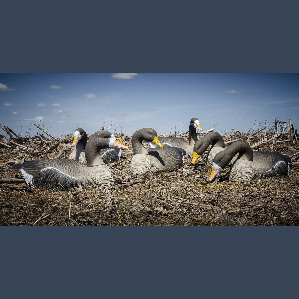 Higdon Outdoors Half Shell Goose Decoys for Waterfowl Hunting | Realistic & Stackable for Optimal Storage | Variety of Sizes and Species: Canada/Specklebelly/Blue/Snow/Sleeper/Full-Size/Magnum | 6pk