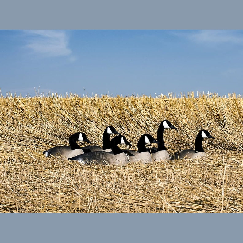 Higdon Outdoors Half Shell Goose Decoys for Waterfowl Hunting | Realistic & Stackable for Optimal Storage | Variety of Sizes and Species: Canada/Specklebelly/Blue/Snow/Sleeper/Full-Size/Magnum | 6pk