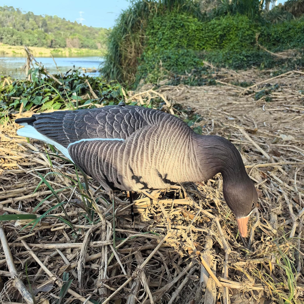 Heerweiyi Goose Decoys Pack of 6, Popular New Material EVA Collapsible Plastic Goose Hunting Decoys, Goose Decoys, Easy to Carry and Use, Cost Effective