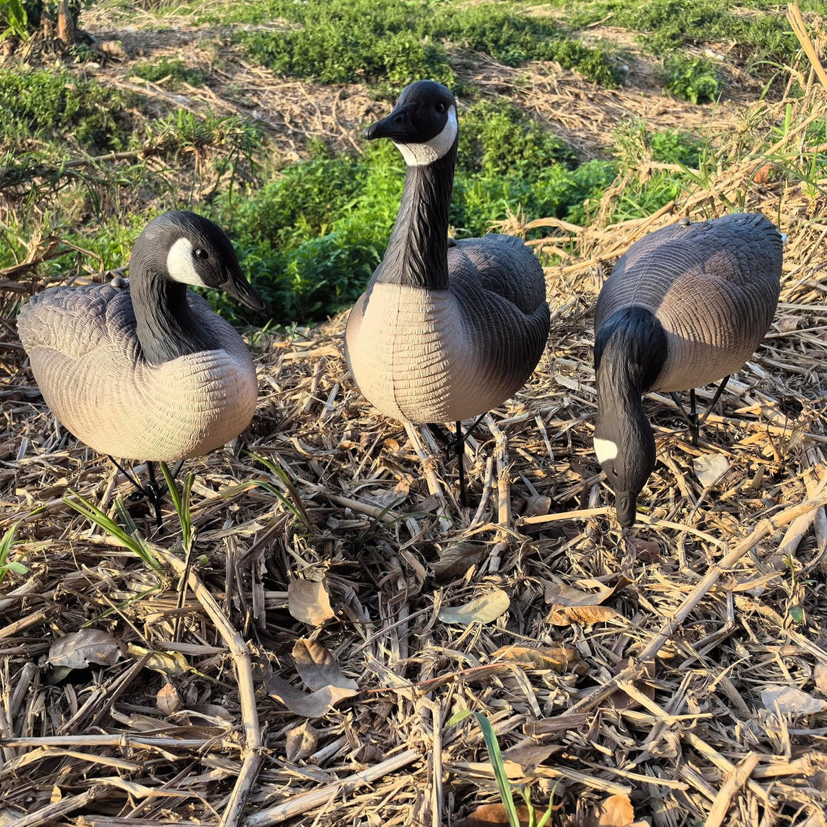 Heerweiyi Goose Decoys Pack of 6, Popular New Material EVA Collapsible Plastic Goose Hunting Decoys, Goose Decoys, Easy to Carry and Use, Cost Effective