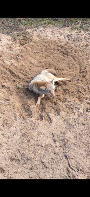 Coyote