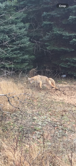 Coyote