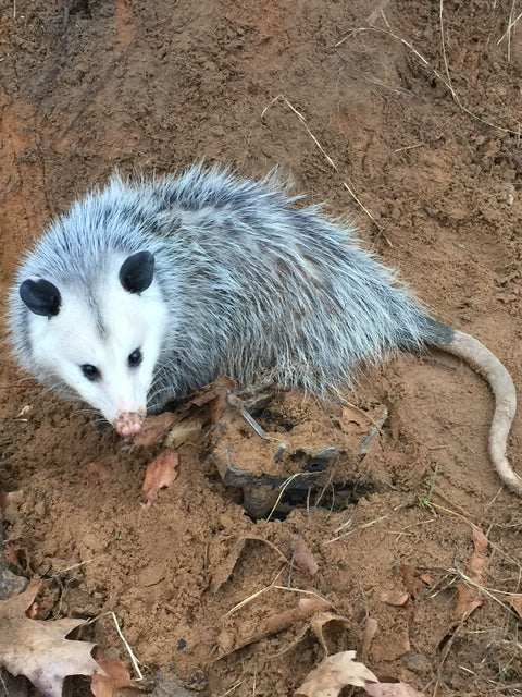 Opossum