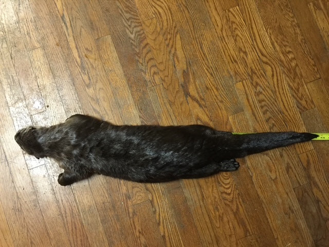 Otter