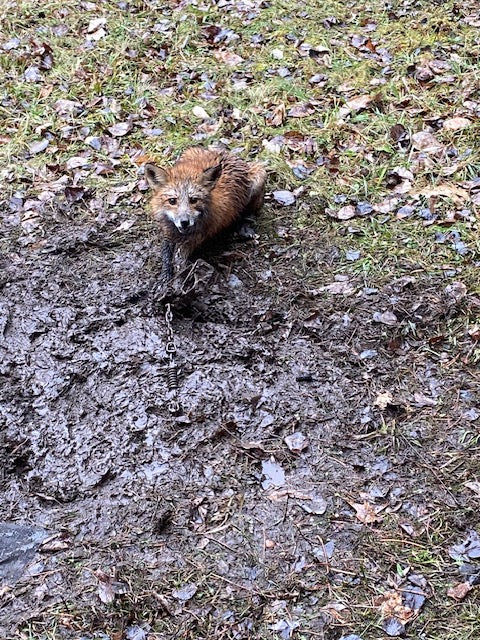 Red Fox
